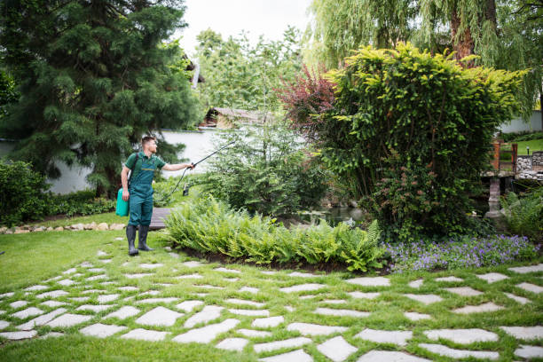 Best Mosquito Control Services  in Collierville, CA