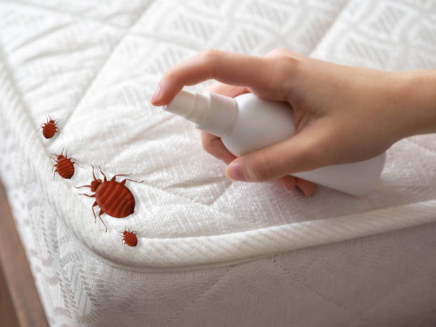 Best Residential Pest Control  in Collierville, CA