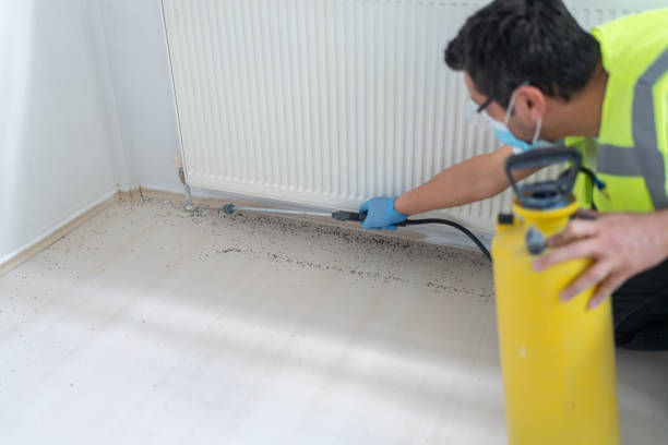 Best Wasp Removal Services  in Collierville, CA