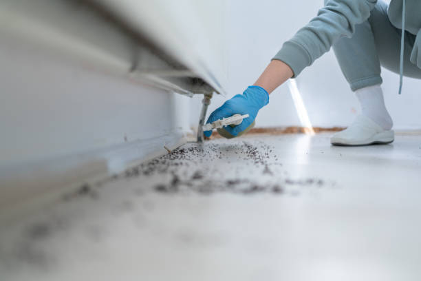 Best Pest Removal Services  in Collierville, CA