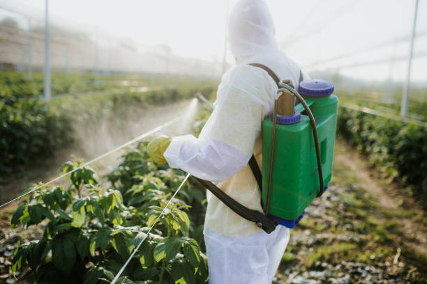 Best Local Pest Control Services  in Collierville, CA